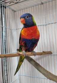 Found Lory / Lorikeet