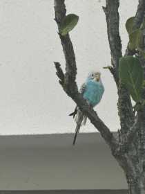 Found Budgerigar