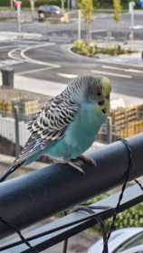 Found Budgerigar