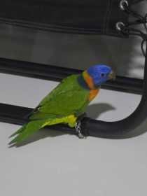 Found Lory / Lorikeet