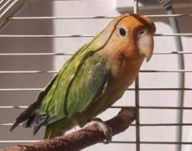 Found Lovebird