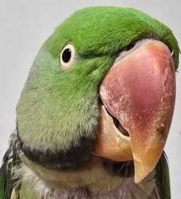 Found Alexandrine