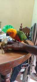 Found Conure
