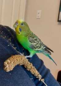 Found Budgerigar