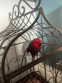 Found Eclectus