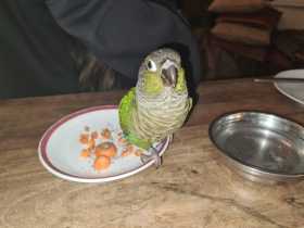 Found Conure