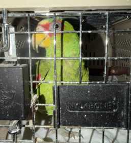 Found White Fronted Amazon