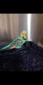 Found Budgerigar