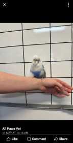 Found Budgerigar