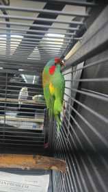 Found Lory / Lorikeet