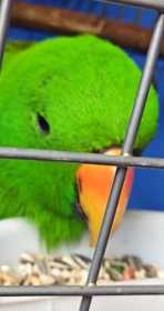 Found Eclectus