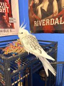 Found Cockatiel