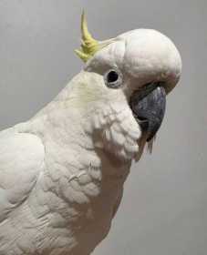 Found Cockatoo