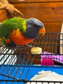Found Lory / Lorikeet
