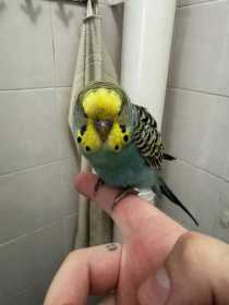 Found Budgerigar