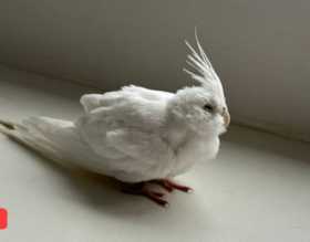 Found Cockatiel