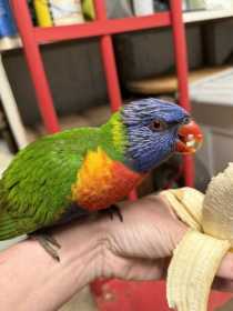Found Lory / Lorikeet