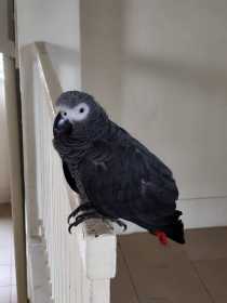 Found African Grey
