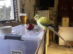 Found Indian Ringneck Parakeet