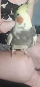 Found Cockatiel