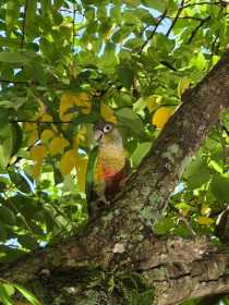 Found Conure