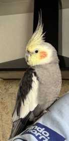 Found Cockatiel