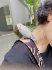 Found Lovebird