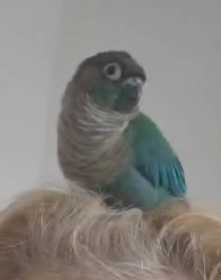 Found Conure