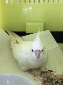 Found Cockatiel