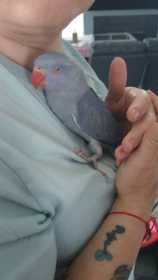 Found Indian Ringneck Parakeet