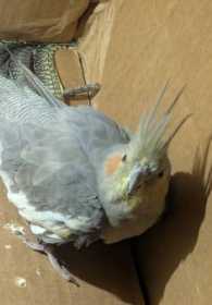 Found Cockatiel