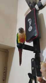 Found Conure