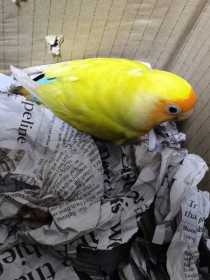 Found Lovebird
