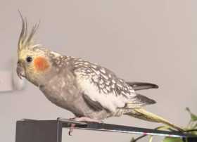 Found Cockatiel