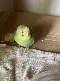 Found Parakeet