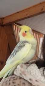 Found Cockatiel