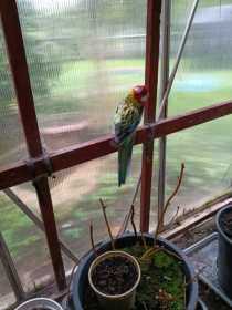 Found Rosella
