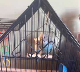 Found Parakeet