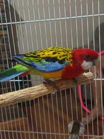 Found Rosella