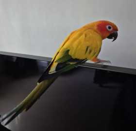 Found Conure