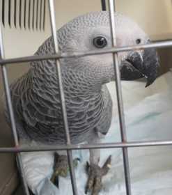 Found African Grey
