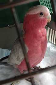 Found Galah Cockatoo