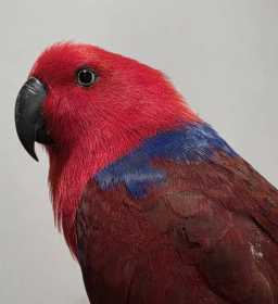 Found Eclectus