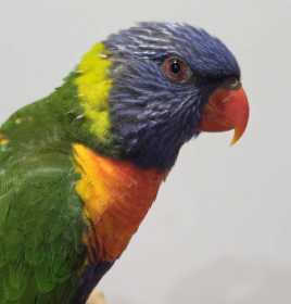 Found Lory / Lorikeet