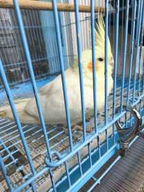 Found Cockatiel