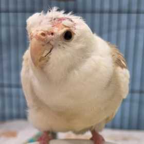 Found Cockatiel