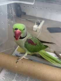 Found Alexandrine