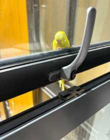 Found Budgerigar