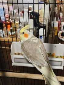 Found Cockatiel