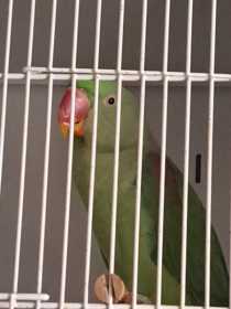 Found Alexandrine